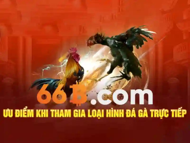 Tương lai của 66b và những xu hướng mới