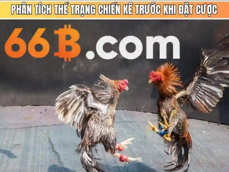 66b hoạt động bao lâu – tổng quan chủ đề và giá trị cốt lõi